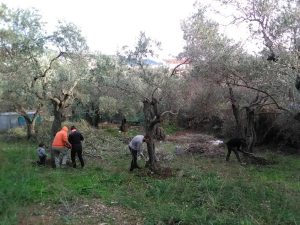 A group of DIY enthusiasts engaging in olive tree pruning in a grove.